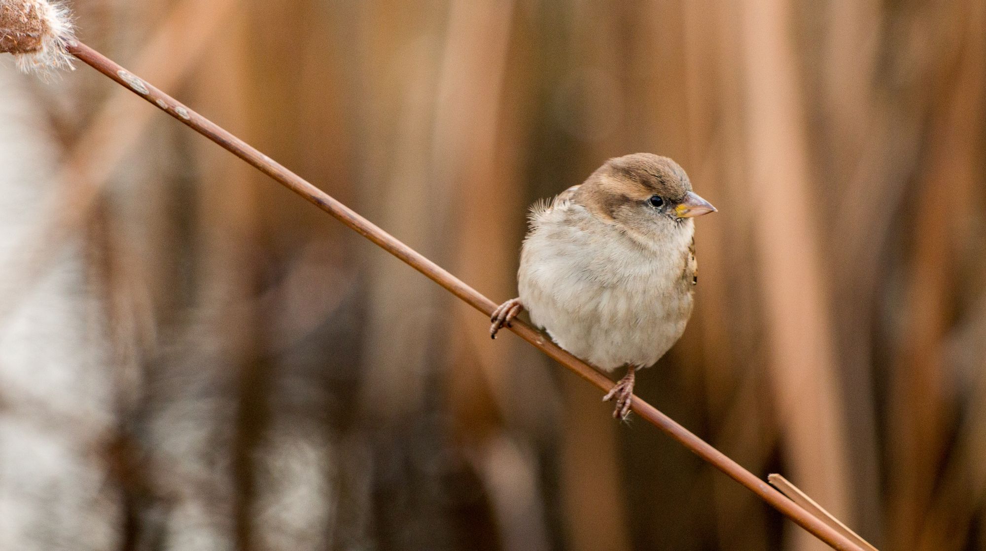 His Eye Is On The Sparrow